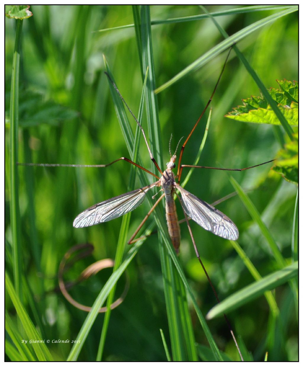 Tipula sp.